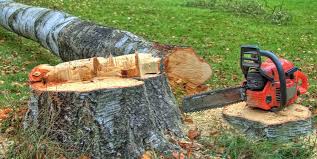 How Our Tree Care Process Works  in  Schlusser, PA