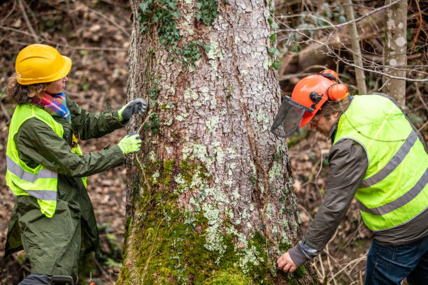 Best Tree Trimming and Pruning  in Schlusser, PA