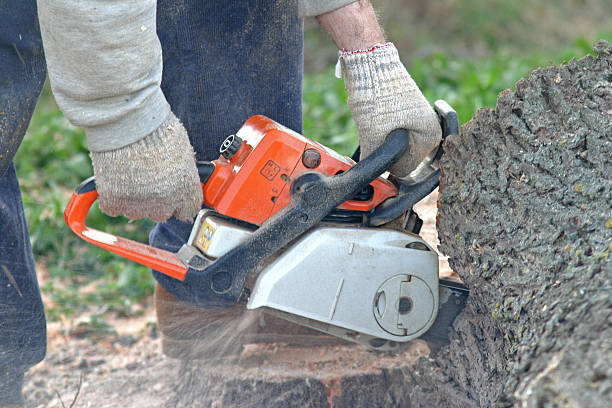 Schlusser, PA Tree Care Company